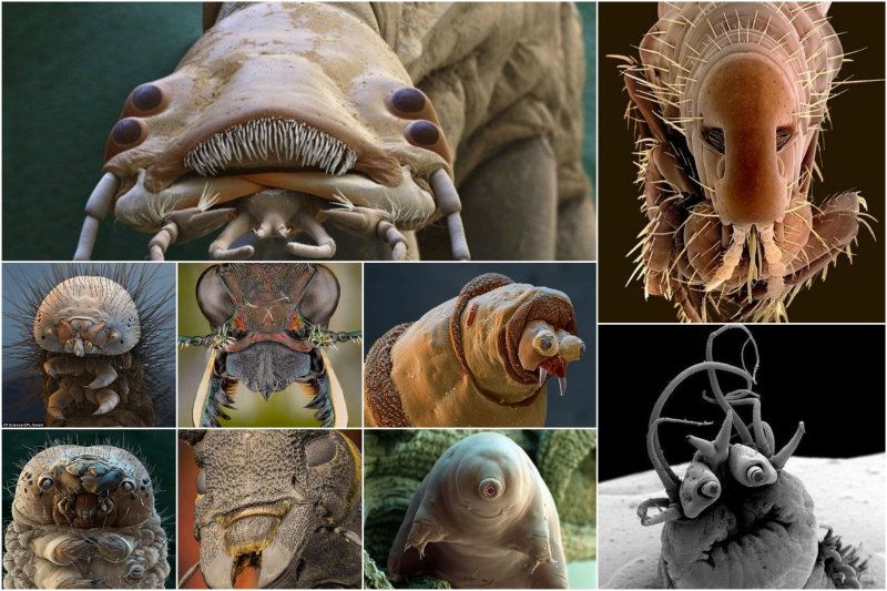 Criminal faces of the microworld Мафия микромира