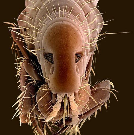 Canine flea on the developmental stage - Criminal faces of the microworld Собачья блоха на стадии развития - Мафия микромира