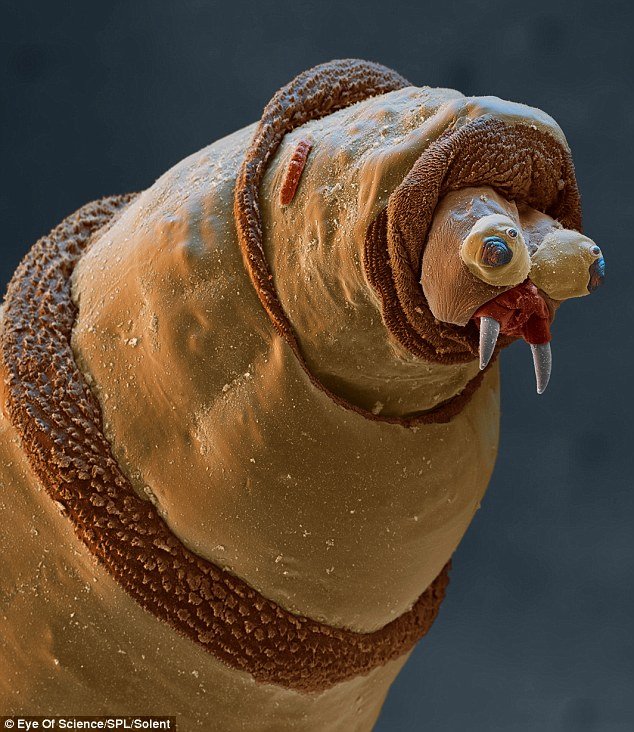 Earthworm - Criminal faces of the microworld Дождевой червь - Мафия микромира