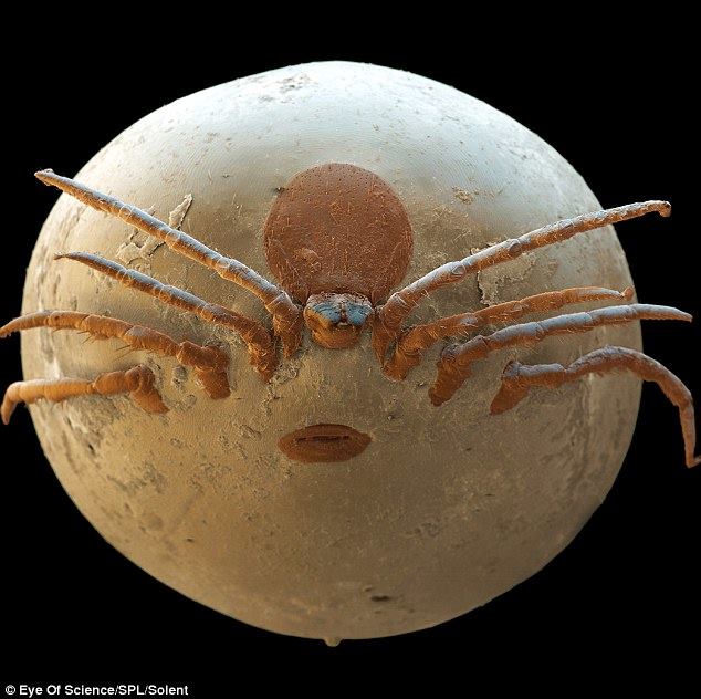 Mite - Criminal faces of the microworld Клещ - Мафия микромира