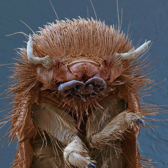 Beetle larva - Criminal faces of the microworld Личинка жука - Мафия микромира