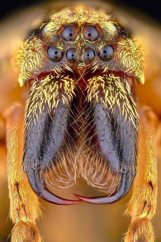 Spider - Criminal faces of the microworld Паук - Мафия микромира
