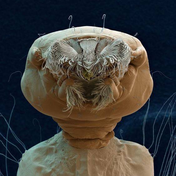 Mascot larva - Criminal faces of the microworld Личинка маскита - Мафия микромира