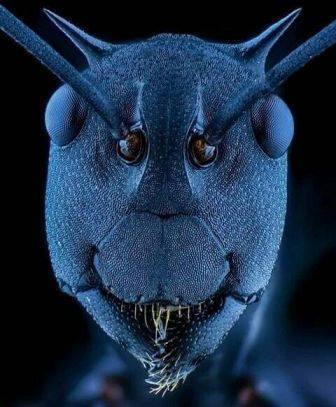 Ant - Criminal faces of the microworld Муравей - Мафия микромира