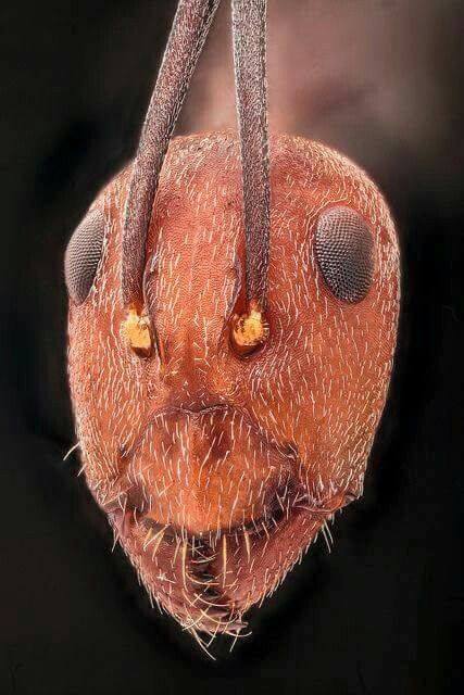 Red Ant - Criminal faces of the microworld Рыжий муравей - Мафия микромира