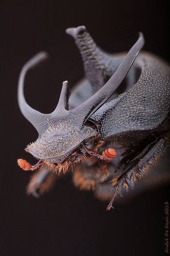 Beetle deer - Criminal faces of the microworld Жук олень - Мафия микромира