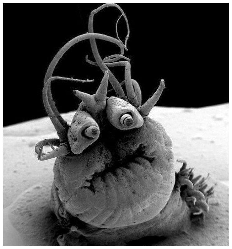 > Marine polychaete Nereis sandersi - Criminal faces of the microworld >Морская полихета Nereis sandersi - Мафия микромира