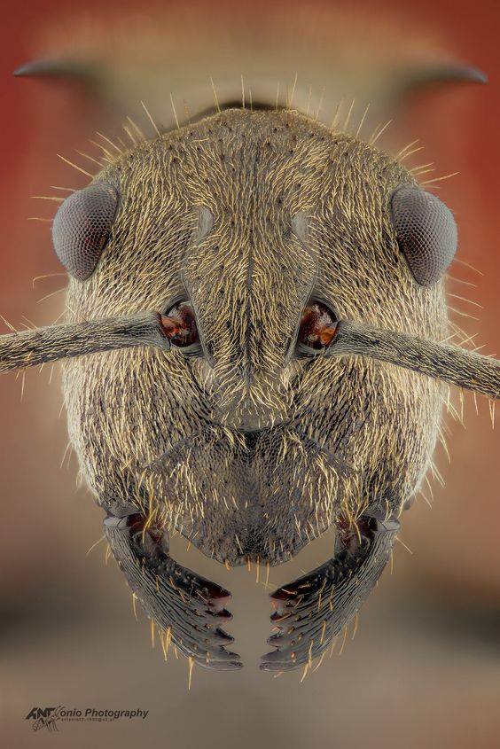 Ant - Criminal faces of the microworld Муравей - Мафия микромира