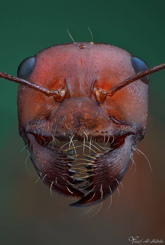Ant - Criminal faces of the microworld Муравей - Мафия микромира