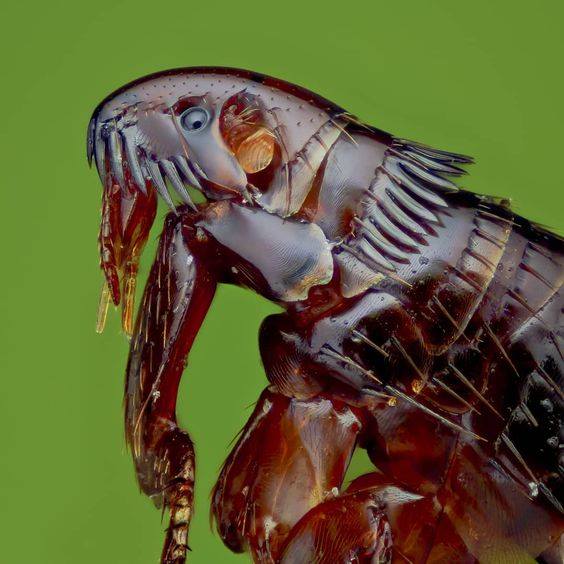 Flea - Criminal faces of the microworld Блоха - Мафия микромира