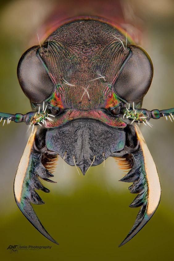 Hornet - Criminal faces of the microworld Шершень - Мафия микромира