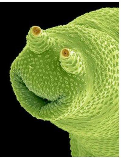 Rotif larva - Criminal faces of the microworld Личинка коловратки - Мафия микромира