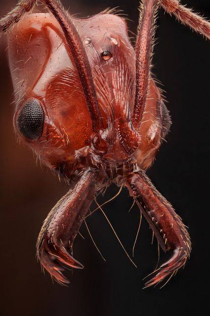 Ant - Criminal faces of the microworld Муравей - Мафия микромира