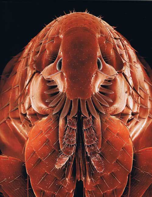 Ant - Criminal faces of the microworld Муравей - Мафия микромира