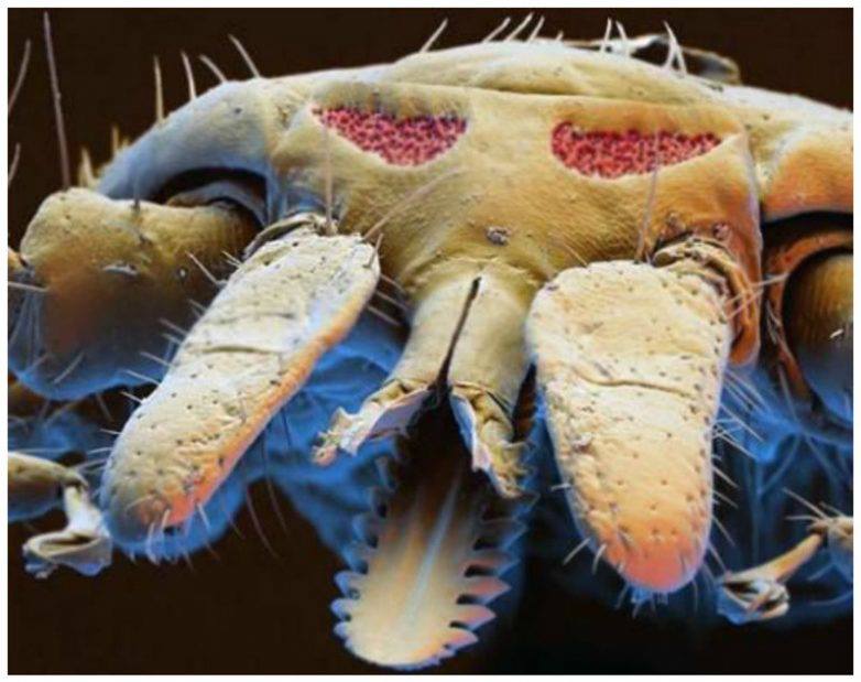 Flea - Criminal faces of the microworld Блоха - Мафия микромира