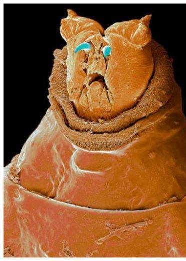 The larva of a meat fly - Criminal faces of the microworld Личинка мясной мухи - Мафия микромира