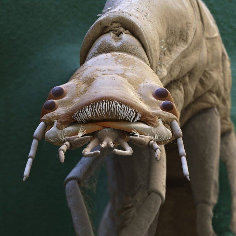 The larva of the water beetle Dytiscidae - Criminal faces of the microworld Личинка водного жука Dytiscidae - Мафия микромира