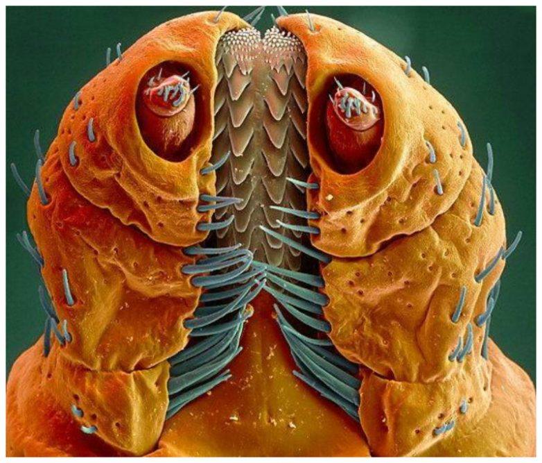 The head of the tree beetle - the criminal faces of the microworld Голова древесного жука - Мафия микромира