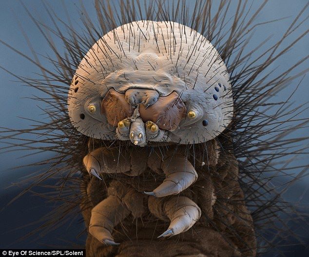 Moth Caterpillar - Criminal faces of the microworld Гусеница моли - Мафия микромира