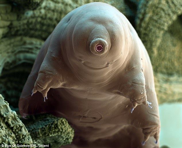 Slug - Criminal faces of the microworld Тихоходка - Мафия микромира