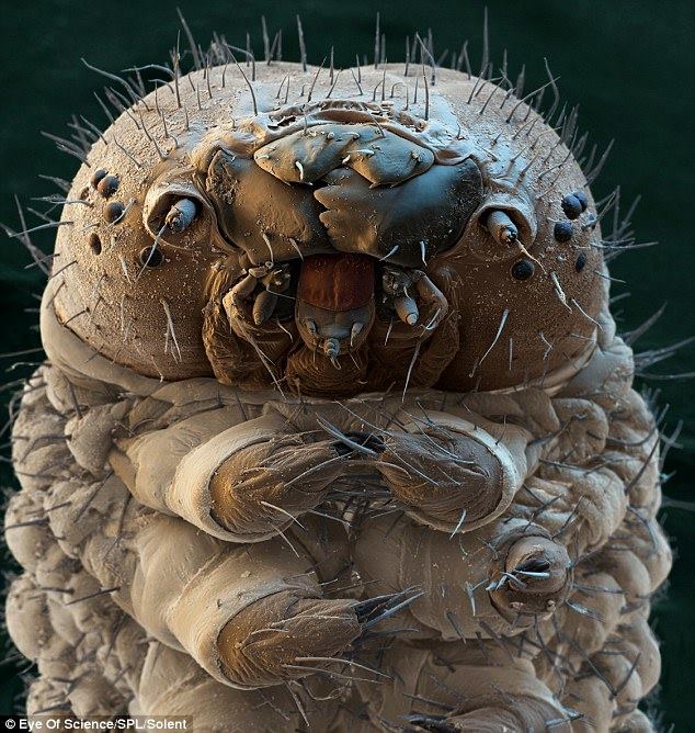 Silkworm Caterpillar - Criminal faces of the microworld Гусеница шелкопряда - Мафия микромира