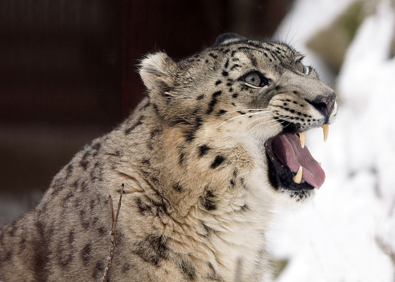 Snow leopards are no longer under threat of extinction! Снежные барсы