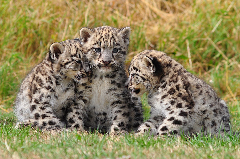 Snow leopards are no longer under threat of extinction! Снежные барсы