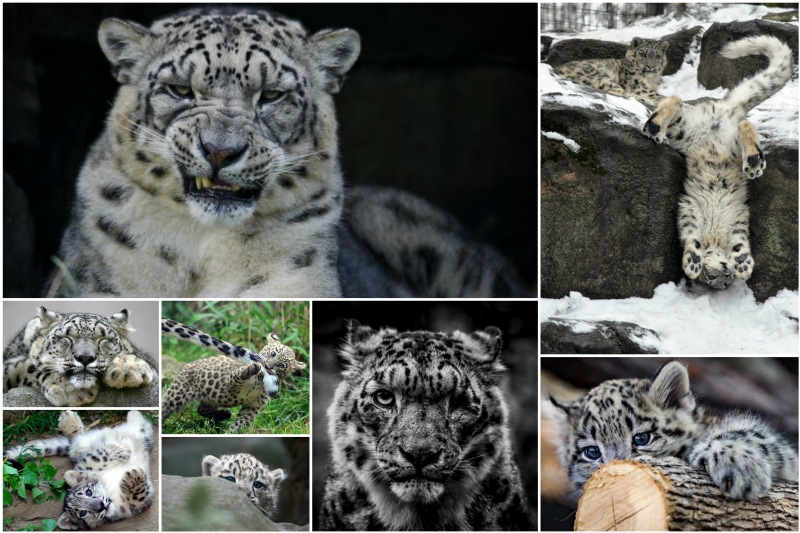 Snow leopards are no longer under threat of extinction! Снежные барсы