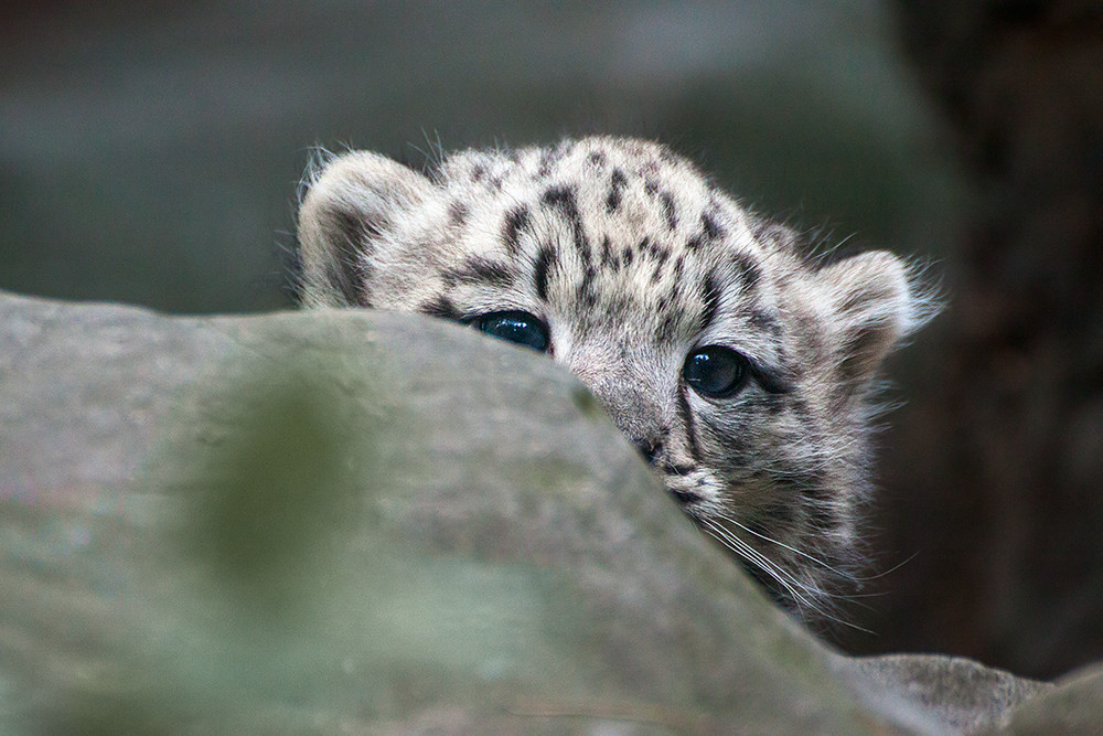 Snow leopards are no longer under threat of extinction! Снежные барсы