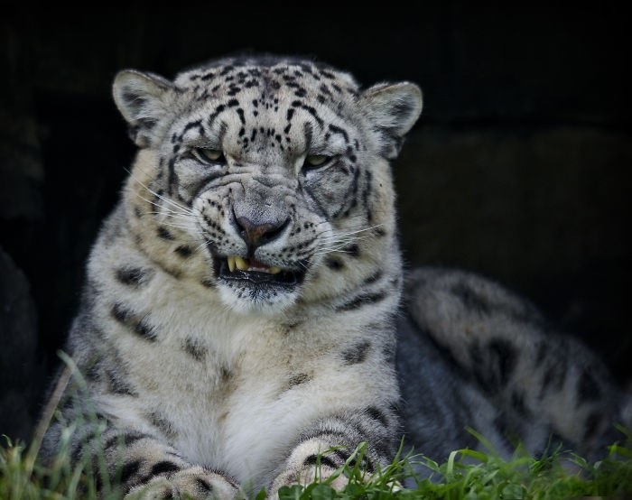 Snow leopards are no longer under threat of extinction! Снежные барсы