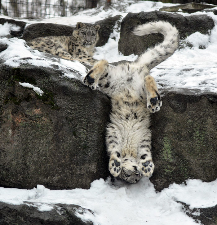 Snow leopards are no longer under threat of extinction! Снежные барсы