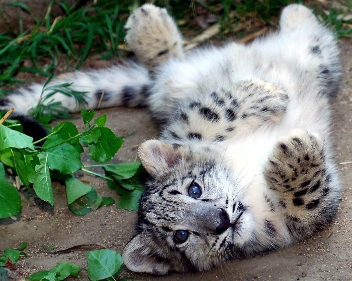 Snow leopards are no longer under threat of extinction! Снежные барсы