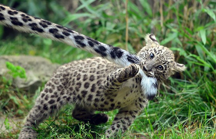 Snow leopards are no longer under threat of extinction! Снежные барсы