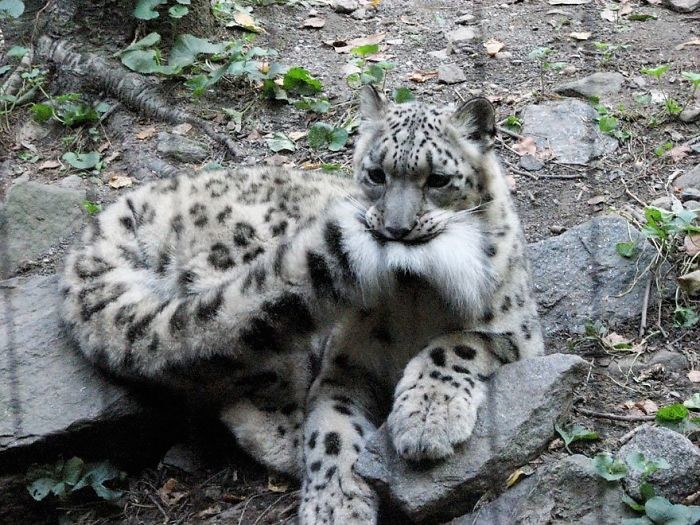 Snow leopards are no longer under threat of extinction! Снежные барсы