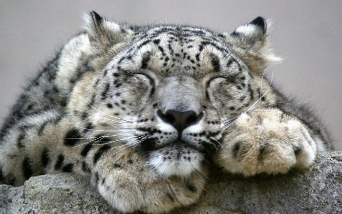 Snow leopards are no longer under threat of extinction! Снежные барсы