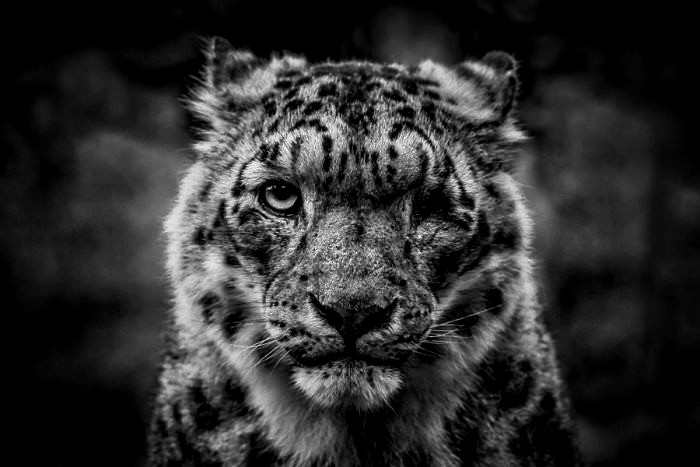 Snow leopards are no longer under threat of extinction! Снежные барсы