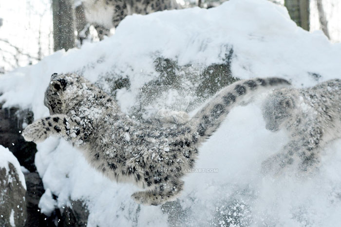 Snow leopards are no longer under threat of extinction! Снежные барсы