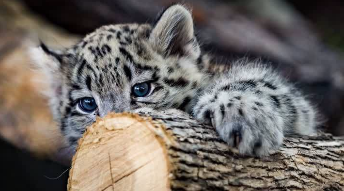 Snow leopards are no longer under threat of extinction! Снежные барсы