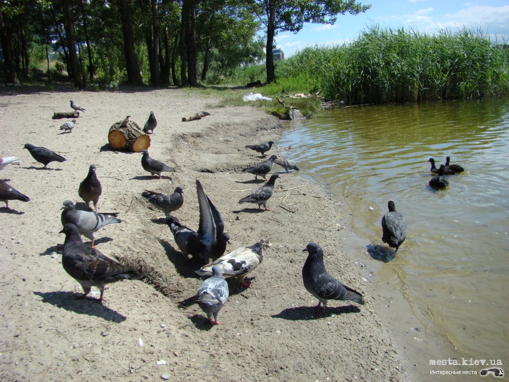 Jordan Lake - Places in Kiev where there is good fishing Иорданское озеро - Топ мест для хорошей рыбалки в Киеве
