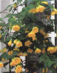 Abutilone (Room maple) - Abutilon