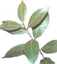 Laurel - Laurus