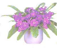 Streptocarpus - Streptocarpus