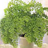 Maidenhair - Adiantum