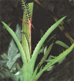 Ehmya bracteate - Aechmea bracteata