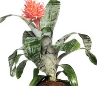 Ehmeya striped - Aechmea fasciata