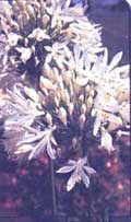 Agapanthus (African lily) - Agapanthus