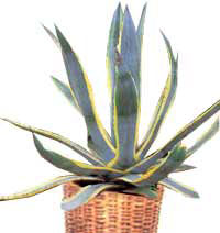 Agave filifera