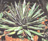 Agave parviflora