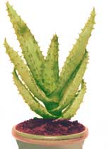 Distressing Aloe Aloe ferox