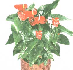 Anthurium - Anthurium